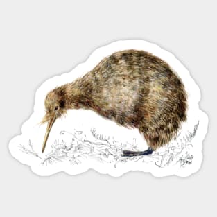 Kiwi Bird Sticker